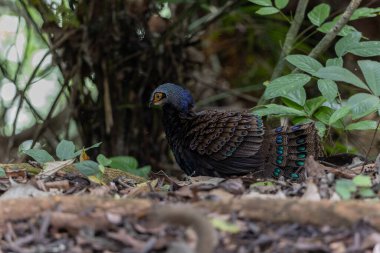 Bornean tavus kuşu sülünü doğal ortamında yürüyor, güzel ve renkli tüylerini gösteriyor.