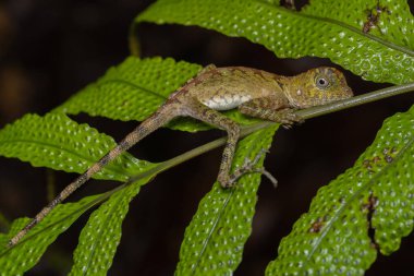 Borneo Anglehead Kertenkelesinin Doğa Doğası (Gonocephalus borneensis)
