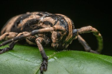 Canlı yeşil bir yaprağın üzerinde dinlenen uzun antenli uzun boynuzlu bir böceğin yakın çekimi karmaşık detaylarını ve doğal ortamını gözler önüne seriyor.