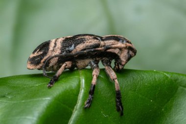Canlı yeşil bir yaprağın üzerinde dinlenen uzun antenli uzun boynuzlu bir böceğin yakın çekimi karmaşık detaylarını ve doğal ortamını gözler önüne seriyor.