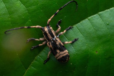 Canlı yeşil bir yaprağın üzerinde dinlenen uzun antenli uzun boynuzlu bir böceğin yakın çekimi karmaşık detaylarını ve doğal ortamını gözler önüne seriyor.