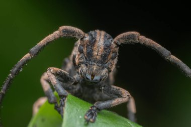 Canlı yeşil bir yaprağın üzerinde dinlenen uzun antenli uzun boynuzlu bir böceğin yakın çekimi karmaşık detaylarını ve doğal ortamını gözler önüne seriyor.