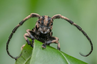 Canlı yeşil bir yaprağın üzerinde dinlenen uzun antenli uzun boynuzlu bir böceğin yakın çekimi karmaşık detaylarını ve doğal ortamını gözler önüne seriyor.