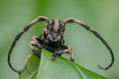 Canlı yeşil bir yaprağın üzerinde dinlenen uzun antenli uzun boynuzlu bir böceğin yakın çekimi karmaşık detaylarını ve doğal ortamını gözler önüne seriyor.