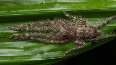 Bir avcı örümceğin, bereketli bir yağmur ormanında geniş, canlı yeşil bir yaprağı kamufle edişinin yakın çekimi.