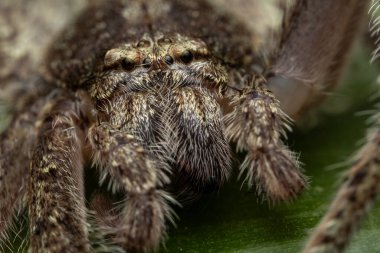 Bir avcı örümceğin, bereketli bir yağmur ormanında geniş, canlı yeşil bir yaprağı kamufle edişinin yakın çekimi.
