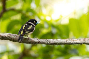 Siyah-ve-Sarı Broadbill bir dalın üzerine tünemiş, yumuşak pembe alt parçaları, siyah kafası ve kanatları ve gözleri etrafında parlak sarı işaretleri ile canlı tüylerini sergiliyor.