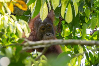 Yavru orangutan tropikal yağmur ormanlarında bir ağaç dalında dinleniyor.