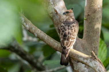 Wallace 'ın şahin-kartalı (Nisaetus nanus) orman habitatında bir dala tünemişti.