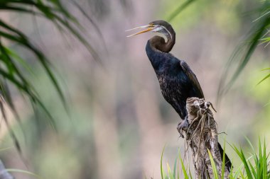 Doğulu bir Darter 'ın su kenarında kanatlarını kuruturken zarif bir görüntüsü..