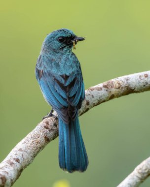 Verditer sinekkapanı gagasında böcek olan bir dala tünemiş canlı mavi tüylerini sergiliyor.