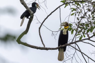 İki çelenkli boynuz gagası tropikal bir ormanda bir dala tünemiş canlı tüylerini ve ayırt edici gagalarını sergiliyorlar.
