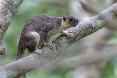 Krem renkli dev sincap ağaç dalında hareket ediyor, yemyeşil gölgeliklerde yiyecek arıyor.