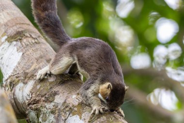 Krem renkli dev sincap ağaç dalında hareket ediyor, yemyeşil gölgeliklerde yiyecek arıyor.