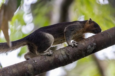 Krem renkli dev sincap ağaç dalında hareket ediyor, yemyeşil gölgeliklerde yiyecek arıyor.