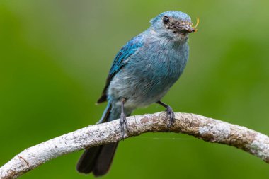 Verditer sinekkapanı gagasında böcek olan bir dala tünemiş canlı mavi tüylerini sergiliyor.