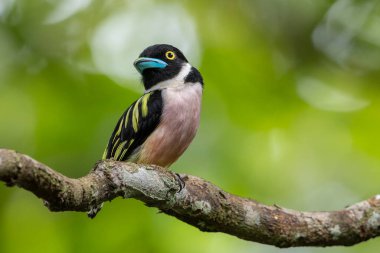 Bereketli yeşil tropikal ormanlardaki bir dala tünemiş renkli siyah-sarı bir bilye.