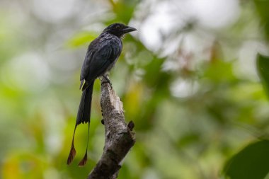 Daha büyük raket kuyruklu Drongo bir dala tünemiş, doğal ortamdaki karakteristik uzun kuyruk tüylerini gösteriyor.