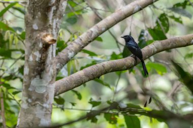 Daha büyük raket kuyruklu Drongo bir dala tünemiş, doğal ortamdaki karakteristik uzun kuyruk tüylerini gösteriyor.