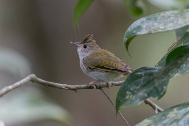 Beyaz Göbekli Erpornis zarif bir şekilde bir dala tünemiş, çarpıcı beyaz karnı ve canlı yeşil üst kısımları sergilenmektedir.