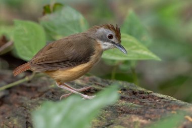 Kısa kuyruklu geveze canlı yeşil bir ormanda yosunlu bir kütüğün üzerinde duruyor, tüylerini ve tetikte duruşunu sergiliyor.