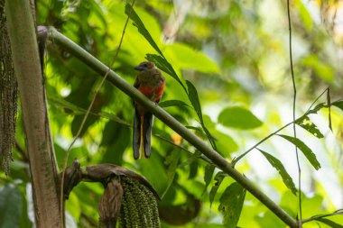 Renkli Diard trogonu, tropikal yağmur ormanlarının canlı yaprakları arasında dinleniyor.