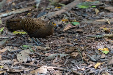 Göz alıcı tüylerini sergileyen Bornean Tavus Kuşu-Sülün, göz alıcı desenleri olan yanardöner mavi ve yeşil tüyler sunar..