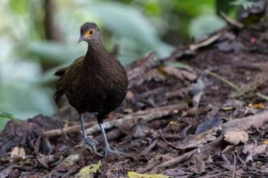 Göz alıcı tüylerini sergileyen Bornean Tavus Kuşu-Sülün, göz alıcı desenleri olan yanardöner mavi ve yeşil tüyler sunar..