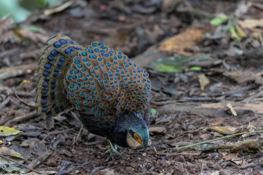 Bornean tavus kuşu sülünü doğal ortamında yürüyor, güzel ve renkli tüylerini gösteriyor.