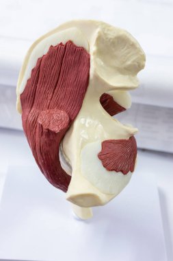 Omuz ekleminin plastik anatomik modeli kemik ve kasları gösteriyor.