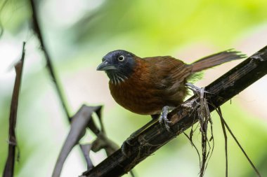 Gri başlı geveze kuş, canlı tüylerini yemyeşil bir orman zemininde sergiliyordu.