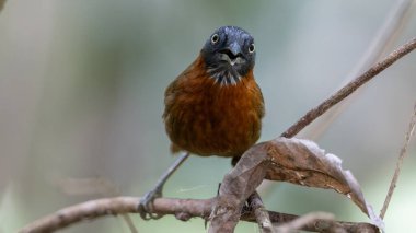 Gri başlı geveze kuş, canlı tüylerini yemyeşil bir orman zemininde sergiliyordu.