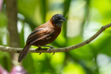 Gri başlı geveze kuş, canlı tüylerini yemyeşil bir orman zemininde sergiliyordu.