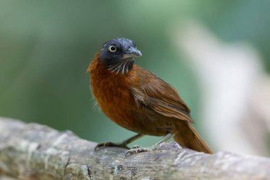 Gri başlı geveze kuş, canlı tüylerini yemyeşil bir orman zemininde sergiliyordu.