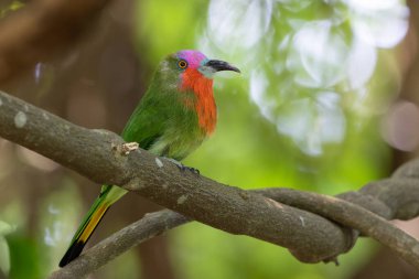 Kızıl sakallı bir arı yiyicinin canlı tüylerini bir dala tünemiş halde gösteren yakın plan fotoğrafı.