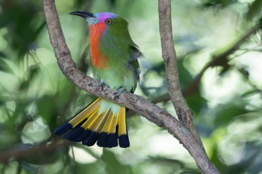 Kızıl sakallı bir arı yiyicinin canlı tüylerini bir dala tünemiş halde gösteren yakın plan fotoğrafı.