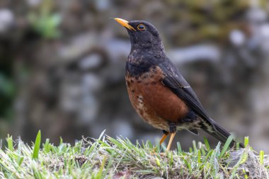Çimlerin üzerinde duran Bornean Adası ardıç kuşu