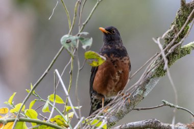 Bornean Adası ardıç kuşu bir dala tünediği sırada canlı tüylerini sergiliyor