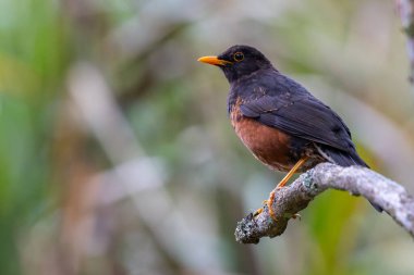 Bornean Adası ardıç kuşu bir dala tünediği sırada canlı tüylerini sergiliyor