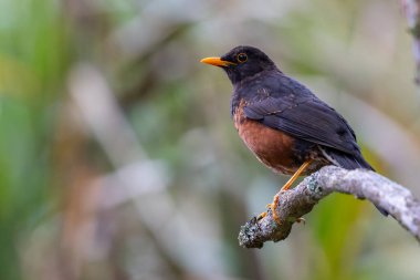 Bornean Adası ardıç kuşu bir dala tünediği sırada canlı tüylerini sergiliyor