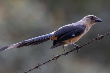 Borneo Adası 'na özgü olarak bilinen Bornean Treepie (Dendrocitta Cinerascen) adlı güzel bir kuşun doğa görüntüsü.