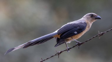Borneo Adası 'na özgü olarak bilinen Bornean Treepie (Dendrocitta Cinerascen) adlı güzel bir kuşun doğa görüntüsü.