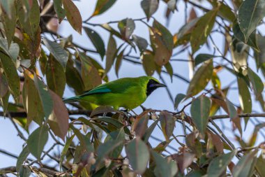 Bir dala tünemiş iken canlı tüylerini gösteren Bornean yaprakkuşu