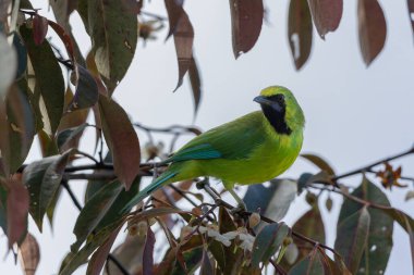 Bir dala tünemiş iken canlı tüylerini gösteren Bornean yaprakkuşu
