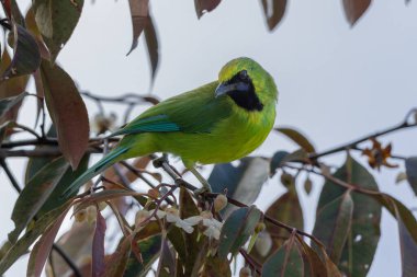Bir dala tünemiş iken canlı tüylerini gösteren Bornean yaprakkuşu