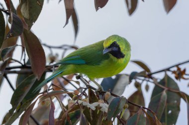 Bir dala tünemiş iken canlı tüylerini gösteren Bornean yaprakkuşu