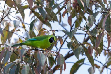Bir dala tünemiş iken canlı tüylerini gösteren Bornean yaprakkuşu