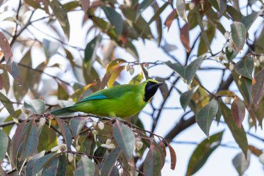 Bir dala tünemiş iken canlı tüylerini gösteren Bornean yaprakkuşu