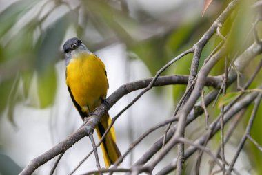 Gri çeneli mini veteriner bir dala tünemiş canlı tüylerini sergiliyor.