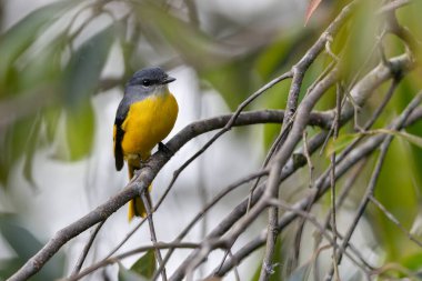 Gri çeneli mini veteriner bir dala tünemiş canlı tüylerini sergiliyor.